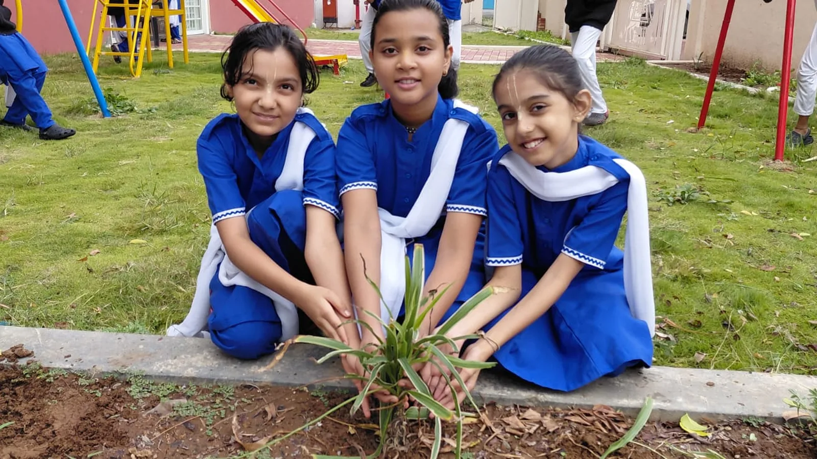 Three students kneeling at a bed on the lawn, planting a sapling together